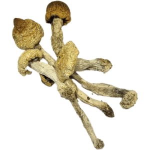 Yeti magic mushrooms